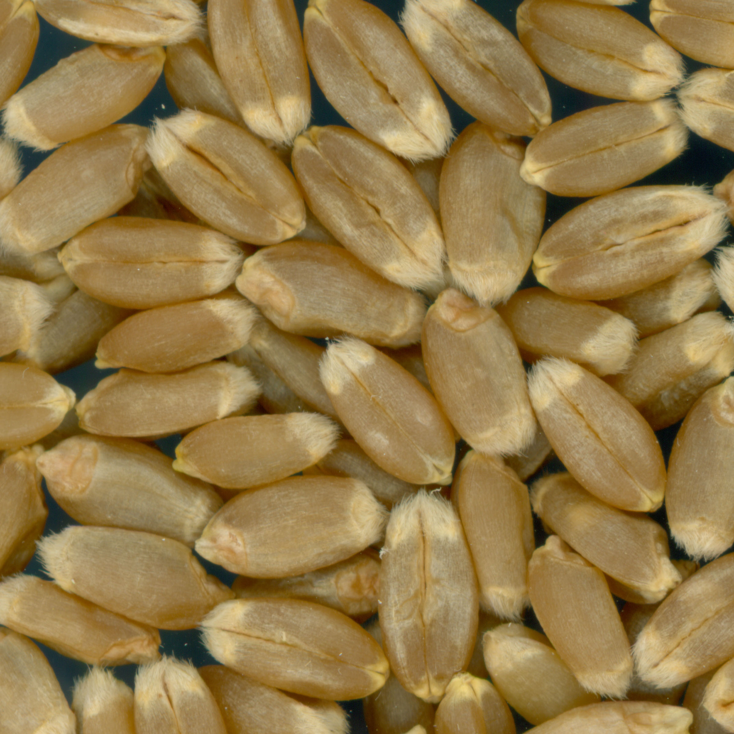 KERNELS